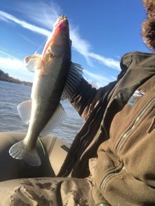 Zander