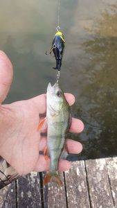 European Perch