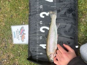 Rainbow Trout