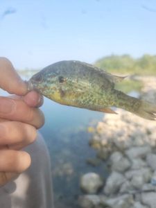 Green Sunfish
