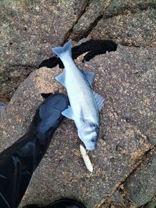 European Bass (Seabass)