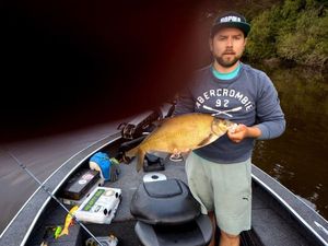 Common Bream