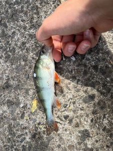 European Perch