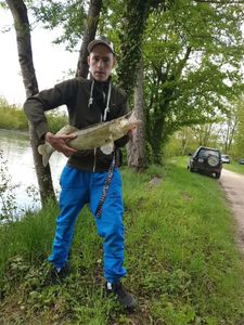 Zander