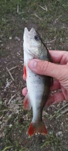 European Perch