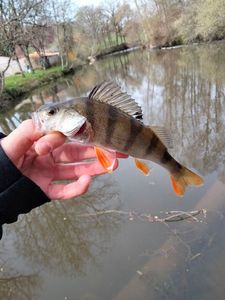 European Perch