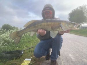 Zander