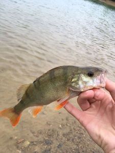 European Perch