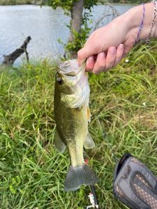 Largemouth Bass