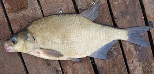 Common Bream