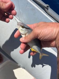 Greater Amberjack