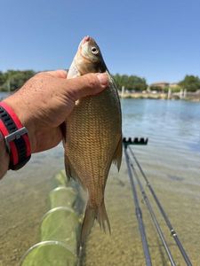Common Bream