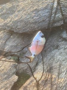 White Seabream