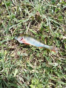 European Perch