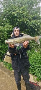 Zander