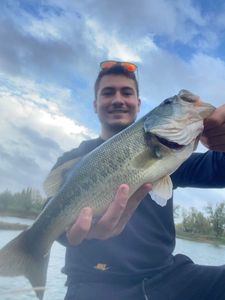 Largemouth Bass