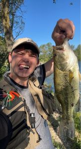 Largemouth Bass