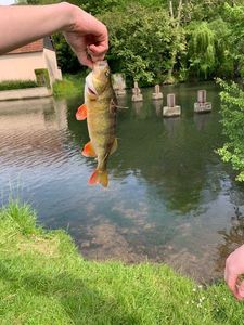 European Perch