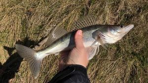 Zander