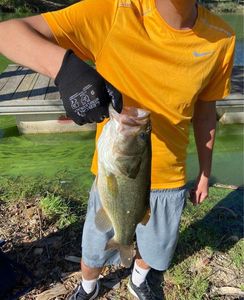 Largemouth Bass