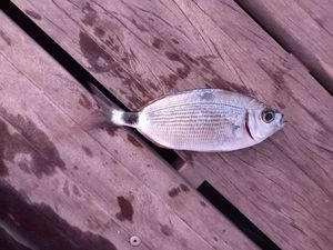 Saddled Seabream