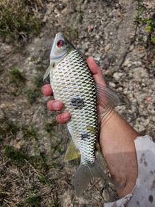 Leporinus lebaili