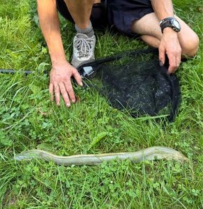 European Eel (Common Eel)