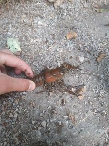 American Signal Crayfish