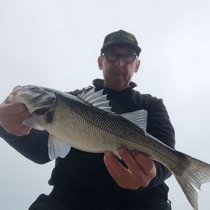 European Bass (Seabass)