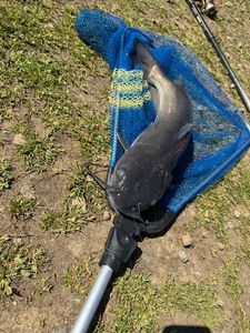 Black Bullhead