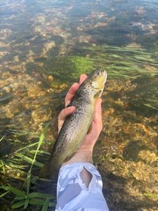 Brown Trout