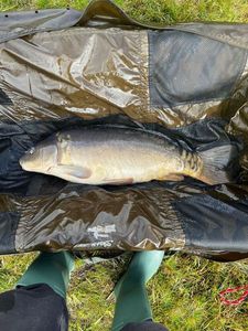 Mirror Carp