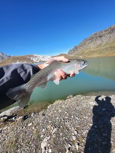 Rainbow Trout
