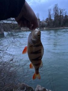 Yellow Perch