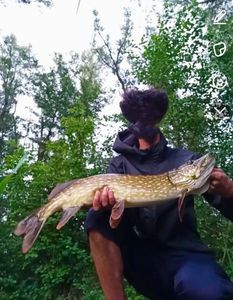 Northern Pike