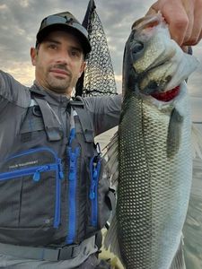 European Bass (Seabass)