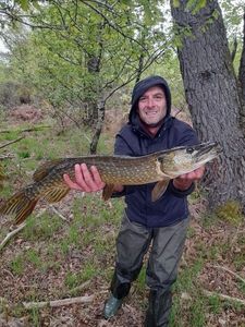 Brochet