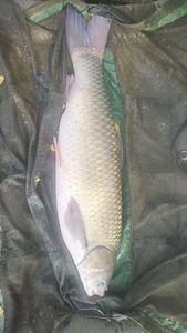 Grass Carp