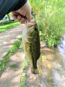 Largemouth Bass
