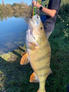 European Perch