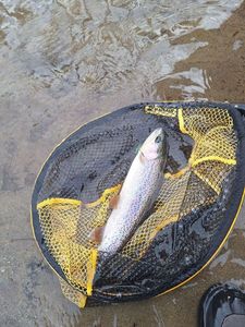 Rainbow Trout