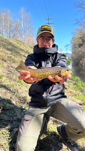 Brown Trout