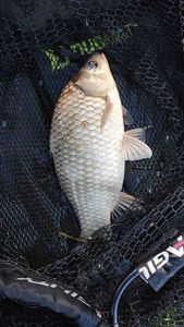 Crucian Carp