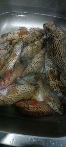 Squaretail Coralgrouper