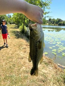 Largemouth Bass