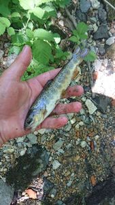 Brown Trout