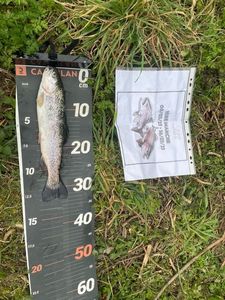 Rainbow Trout