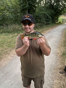 European Perch