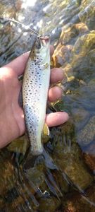 Brown Trout