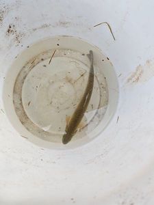 Rainbow Trout